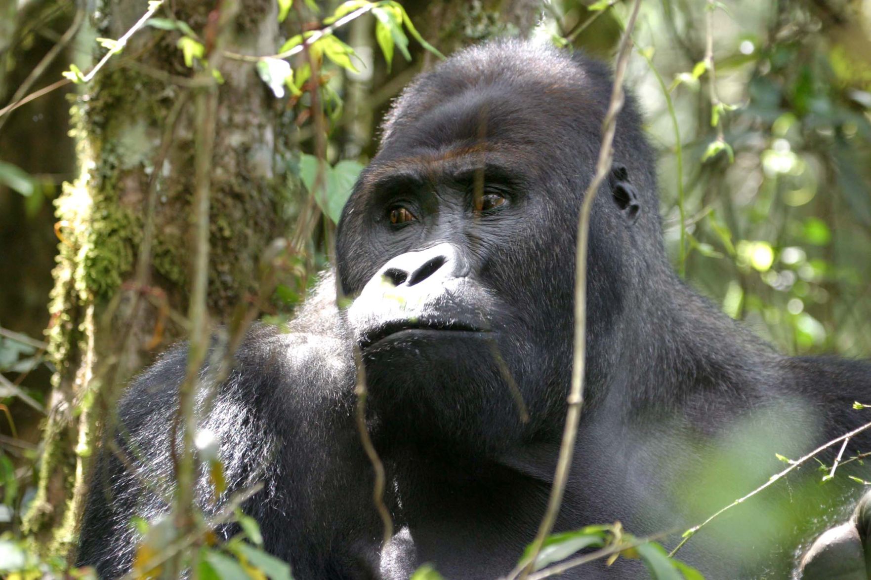 Gorilla